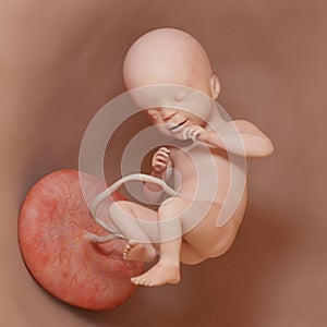 a human fetus - week 21 photo