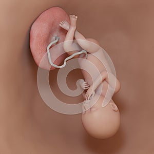 A human fetus - week 36 photo