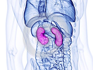 The human kidneys