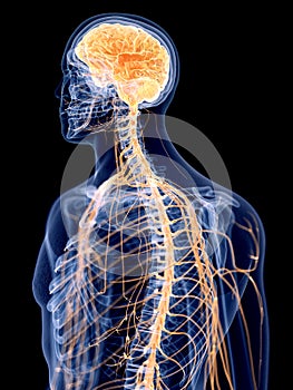 The human nervous system photo