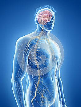 The human nervous system photo