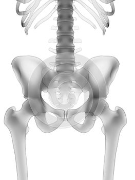 The human skeleton - the hip