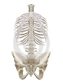 The human thorax photo