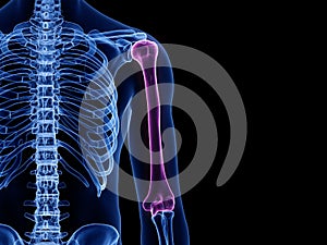 The humerus bone