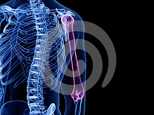 the humerus bone