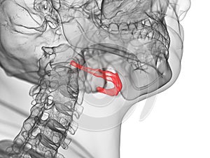 The hyoid bone