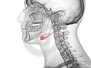 The hyoid bone