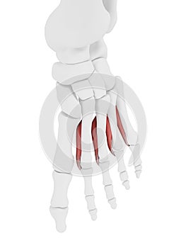 The Interosseous Plantar photo