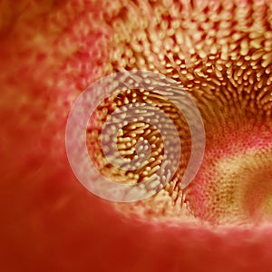 The intestinal villi photo