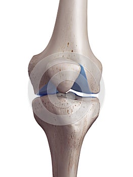 The knee cartilage photo