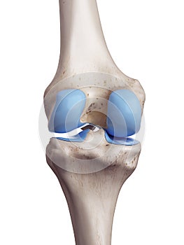 The knee cartilage photo