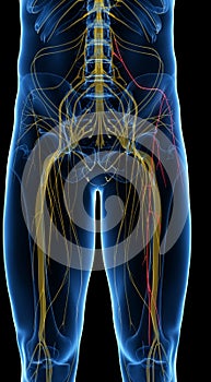The Lateral Femoral Cutaneous Nerve photo