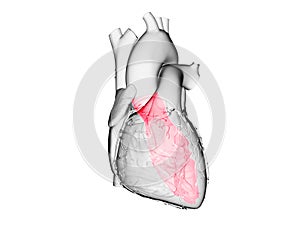 The left ventricle