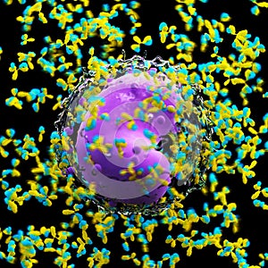A leucocyte and antibodies