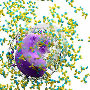 A leucocyte and antibodies