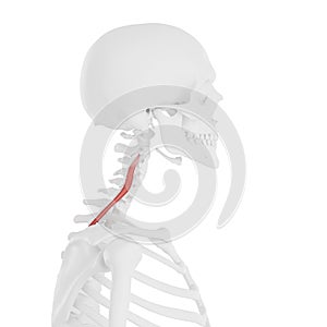 The Longissimus Cervicis photo