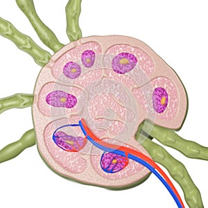 A lymph node cross section photo