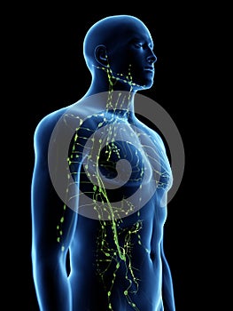 The lymphatic system