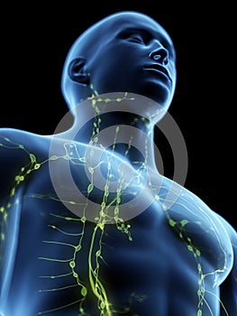 The lymphatic system