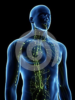 The lymphatic system