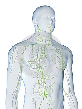 The lymphatic system