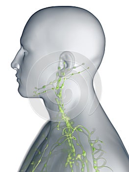 The lymphatic system of the neck