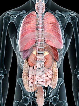 a mans internal organs photo