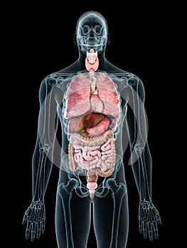 A mans internal organs