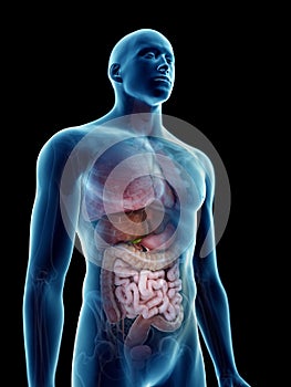 a mans internal organs