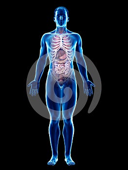 A mans internal organs