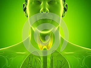 A mans thyroid gland