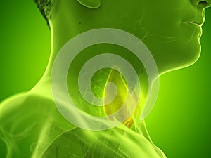 A mans thyroid gland