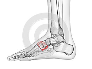 the medial cuneiform bone