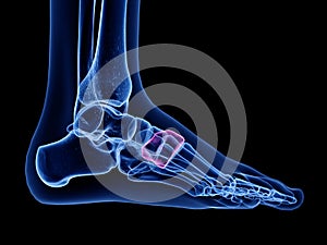 The medial cuneiform bone