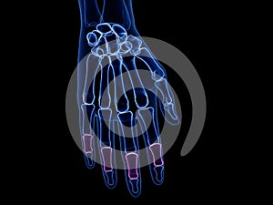 the middle phalanges