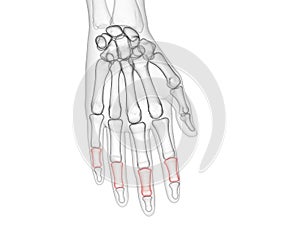 The middle phalanges photo