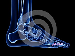 The middle phalanx bone