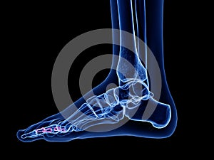 the middle phalanx bones