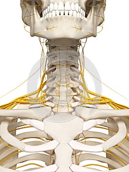 The neck nerves