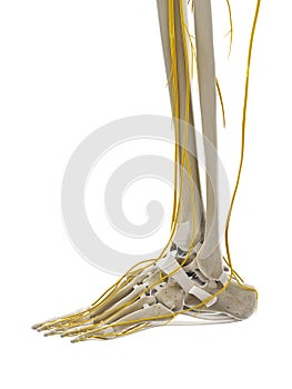 The nerves of the foot