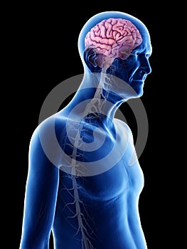 An old mans brain and nerves