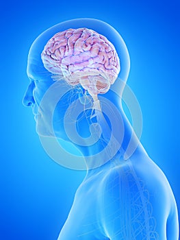 An old mans brain and nerves
