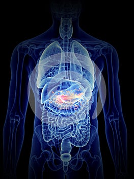 Pancreas producing hormones