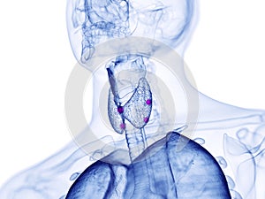 the para thyroid glands photo