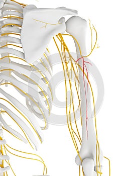 The Posterior Brachial Cutaneous Nerve photo