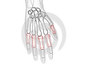 The proximal phalanges photo