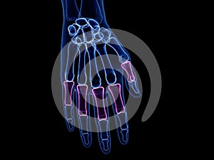 The proximal phalanges photo