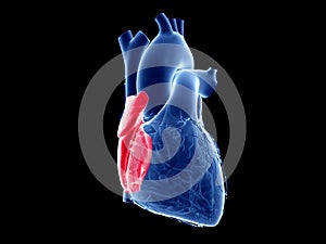 the right atrium photo