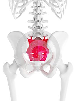 The sacrum