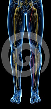 The Saphenous Nerve